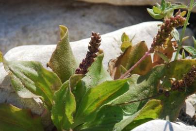 Fotografia da espécie Plantago major