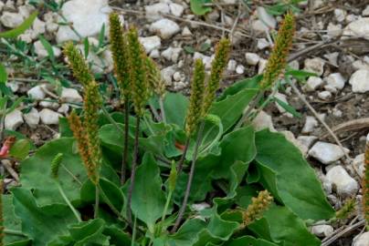 Fotografia da espécie Plantago major