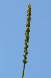 Fotografia da espécie Plantago major