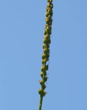 Fotografia 14 da espécie Plantago major no Jardim Botânico UTAD