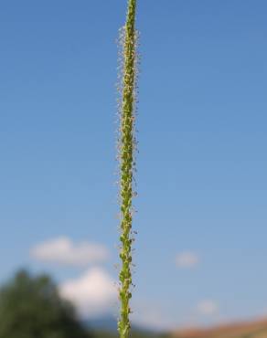 Fotografia 17 da espécie Plantago major no Jardim Botânico UTAD