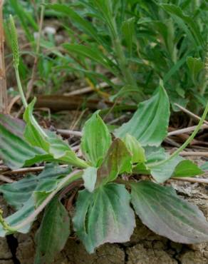 Fotografia 18 da espécie Plantago major no Jardim Botânico UTAD