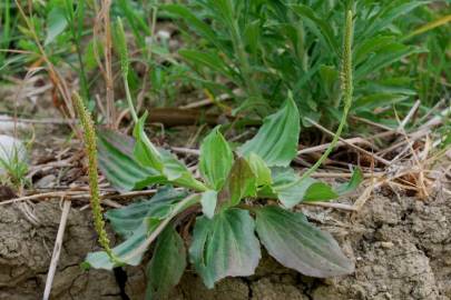 Fotografia da espécie Plantago major