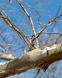 Fotografia da espécie Platanus x acerifolia