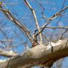 Fotografia 5 da espécie Platanus x acerifolia do Jardim Botânico UTAD