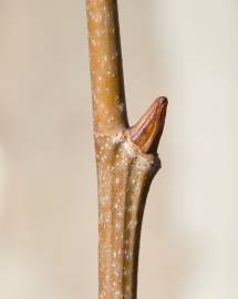 Fotografia da espécie Platanus x acerifolia
