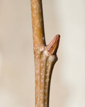 Fotografia 6 da espécie Platanus x acerifolia no Jardim Botânico UTAD