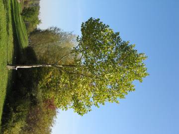 Fotografia da espécie Platanus x acerifolia