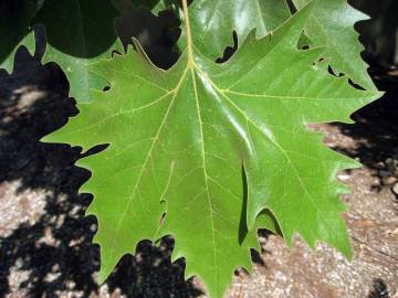Fotografia da espécie Platanus x acerifolia