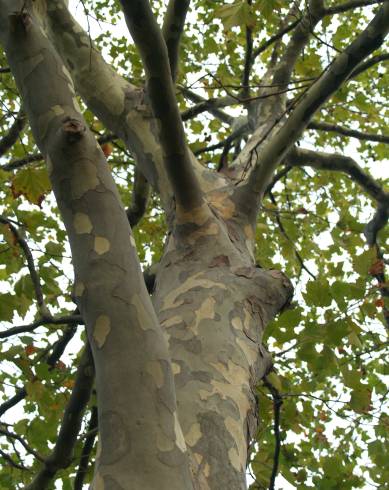 Fotografia de capa Platanus x acerifolia - do Jardim Botânico