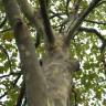 Fotografia 1 da espécie Platanus x acerifolia do Jardim Botânico UTAD