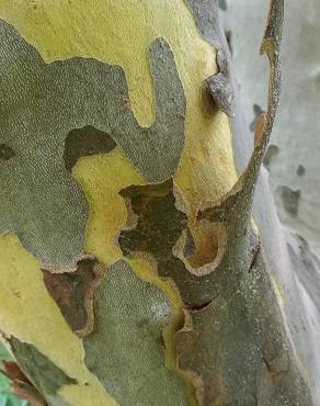 Fotografia 9 da espécie Platanus x acerifolia no Jardim Botânico UTAD