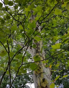 Fotografia 10 da espécie Platanus x acerifolia no Jardim Botânico UTAD