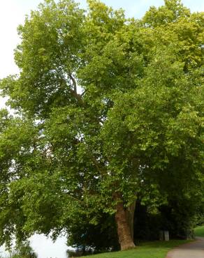 Fotografia 1 da espécie Platanus hispanica no Jardim Botânico UTAD