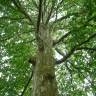 Fotografia 4 da espécie Platanus hispanica do Jardim Botânico UTAD