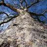 Fotografia 5 da espécie Platanus hispanica do Jardim Botânico UTAD