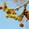 Fotografia 7 da espécie Platanus hispanica do Jardim Botânico UTAD