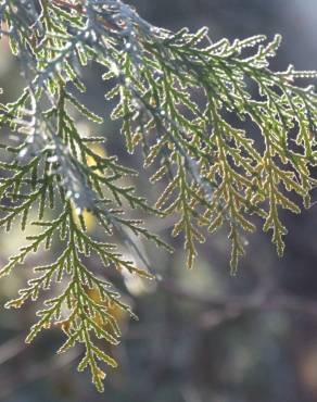 Fotografia 5 da espécie Platycladus orientalis no Jardim Botânico UTAD