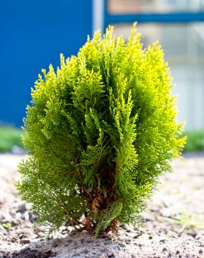 Fotografia 8 da espécie Platycladus orientalis no Jardim Botânico UTAD