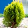 Fotografia 8 da espécie Platycladus orientalis do Jardim Botânico UTAD