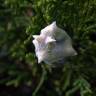 Fotografia 9 da espécie Platycladus orientalis do Jardim Botânico UTAD