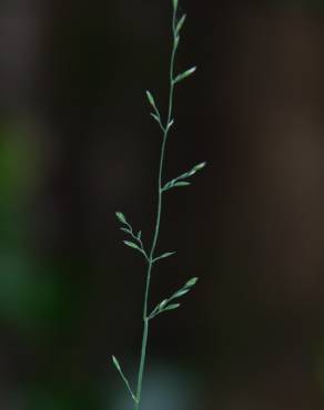 Fotografia 1 da espécie Poa nemoralis no Jardim Botânico UTAD