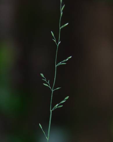 Fotografia de capa Poa nemoralis - do Jardim Botânico