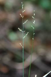 Fotografia da espécie Poa nemoralis