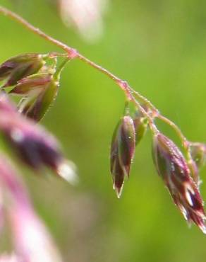 Fotografia 7 da espécie Poa pratensis no Jardim Botânico UTAD