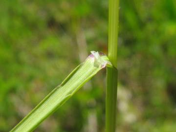 Fotografia da espécie Poa pratensis