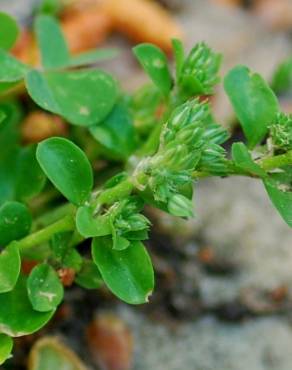 Fotografia 7 da espécie Polycarpon tetraphyllum subesp. tetraphyllum no Jardim Botânico UTAD