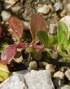 Fotografia 8 da espécie Polycarpon tetraphyllum subesp. tetraphyllum no Jardim Botânico UTAD