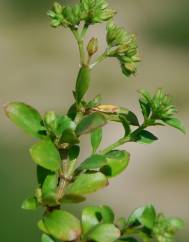 Polycarpon tetraphyllum subesp. tetraphyllum