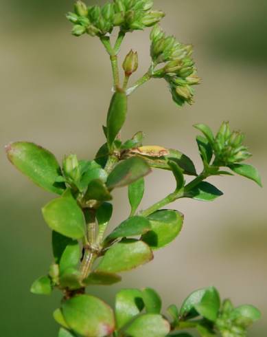 Fotografia de capa Polycarpon tetraphyllum subesp. tetraphyllum - do Jardim Botânico
