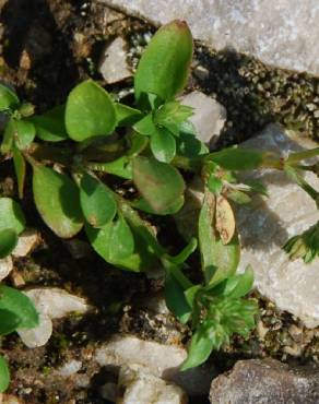 Fotografia 10 da espécie Polycarpon tetraphyllum subesp. tetraphyllum no Jardim Botânico UTAD