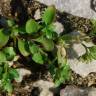 Fotografia 10 da espécie Polycarpon tetraphyllum subesp. tetraphyllum do Jardim Botânico UTAD