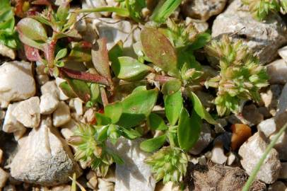 Fotografia da espécie Polycarpon tetraphyllum subesp. tetraphyllum