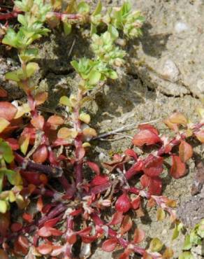 Fotografia 12 da espécie Polycarpon tetraphyllum subesp. tetraphyllum no Jardim Botânico UTAD