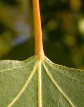 Fotografia 6 da espécie Populus x canadensis no Jardim Botânico UTAD