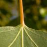 Fotografia 6 da espécie Populus x canadensis do Jardim Botânico UTAD