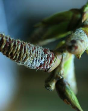 Fotografia 8 da espécie Populus x canadensis no Jardim Botânico UTAD