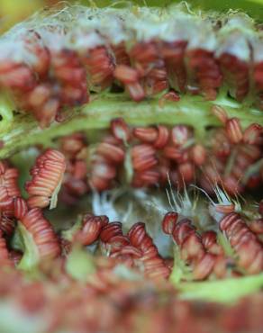 Fotografia 10 da espécie Populus x canadensis no Jardim Botânico UTAD