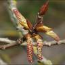 Fotografia 11 da espécie Populus x canadensis do Jardim Botânico UTAD