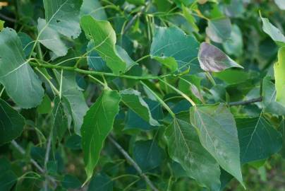 Fotografia da espécie Populus nigra