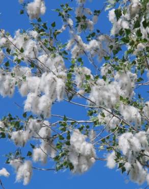 Fotografia 6 da espécie Populus nigra no Jardim Botânico UTAD