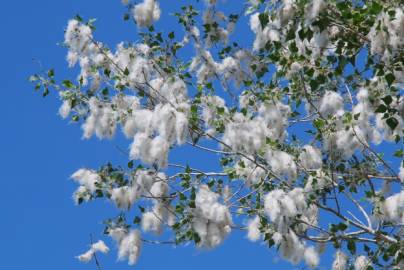 Fotografia da espécie Populus nigra