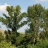 Fotografia 8 da espécie Populus nigra do Jardim Botânico UTAD