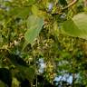 Fotografia 9 da espécie Populus nigra do Jardim Botânico UTAD