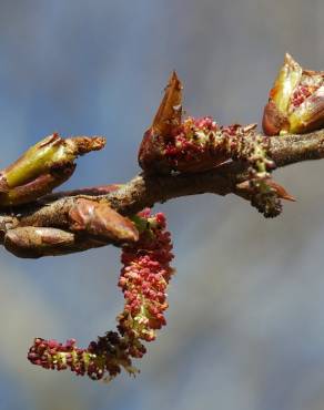 Fotografia 10 da espécie Populus nigra no Jardim Botânico UTAD