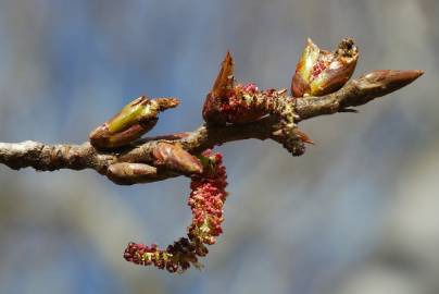 Fotografia da espécie Populus nigra